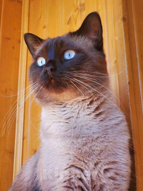 Кошки в Новочебоксарске: Ищем кошку для вязки, 500 руб. - фото 1
