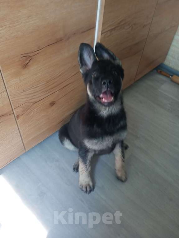 Собаки в других городах Ленинградской области: Срочно продаю Девочка, 35 000 руб. - фото 4