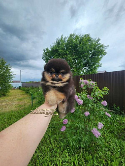 Супер меховой толстолапый мальчик померанского шпица