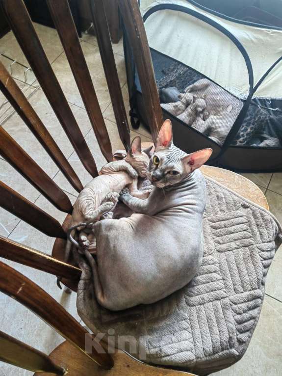 Кошки в Казани: Очаровательный левкой Мальчик, 25 000 руб. - фото 5