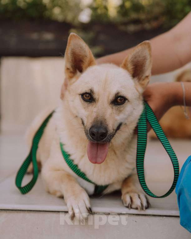 Собаки в других городах Краснодарского края: Метис корги и сиба-ину в дар с доставкой Девочка, Бесплатно - фото 8