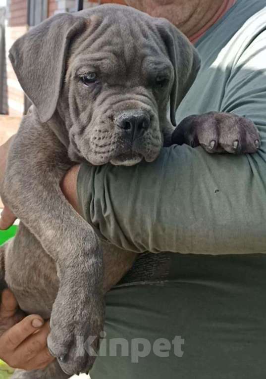 Собаки в Москве: Щенки Кане Корсо Мальчик, 70 000 руб. - фото 2