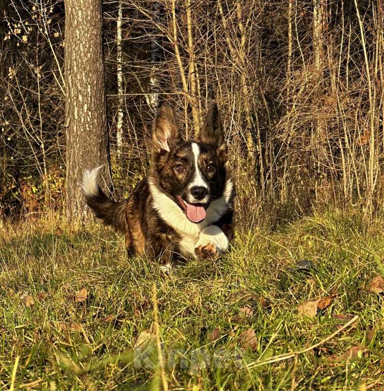 Собаки в других городах Московской области: Малыш Корги Мальчик, 35 000 руб. - фото 2