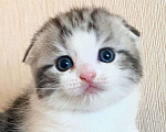 Кошки в Нижнем Новгороде: Круглый кот  Мальчик, 20 000 руб. - фото 1