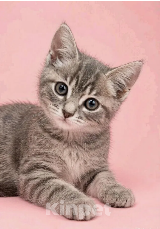 Кошки в Мурином: Юпи - котенок девочка (2 мес) в добрые руки Девочка, Бесплатно - фото 5