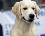 Собаки в Мытищах: Золотистый ретривер, щенок Мальчик, 60 000 руб. - фото 5