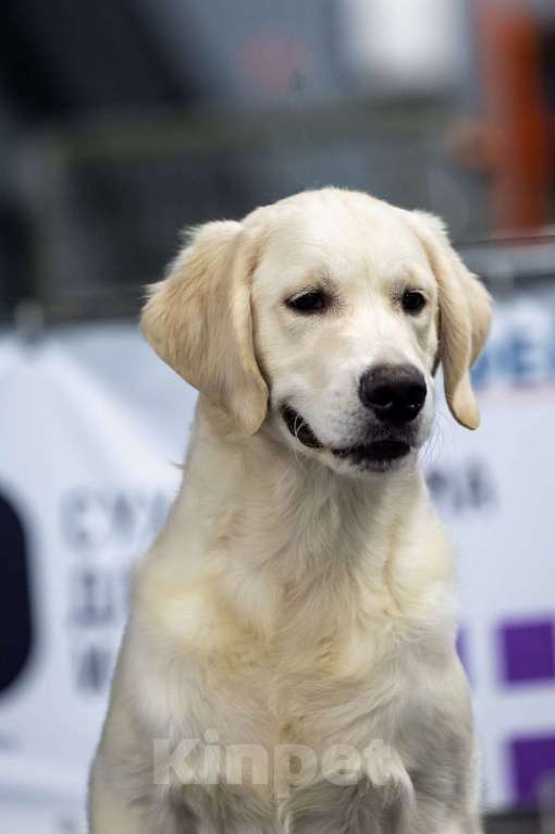 Собаки в Мытищах: Золотистый ретривер, щенок Мальчик, 60 000 руб. - фото 5