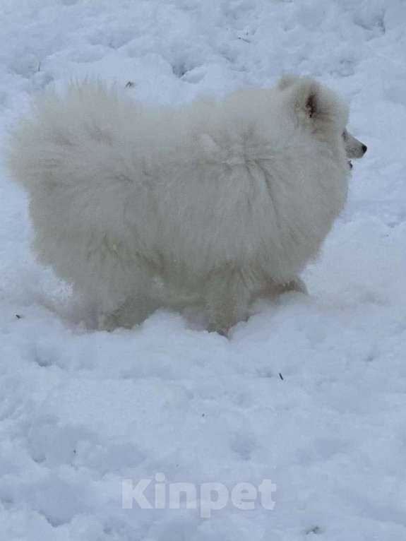Собаки в Москве: Энри Петто Из Воронцовского Дворца  Мальчик, 50 000 руб. - фото 1