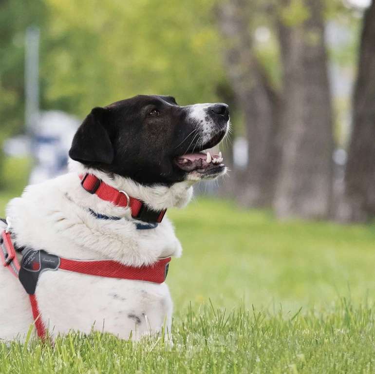 Собаки в Москве: Красавица Штеффи ищет дом. Девочка, Бесплатно - фото 8