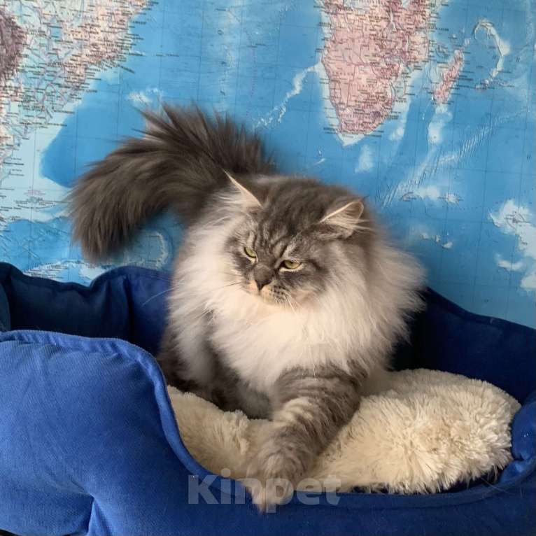 Кошки в других городах Краснодарского края: Невский маскарадный котёнок цуккини  Мальчик, 35 000 руб. - фото 6