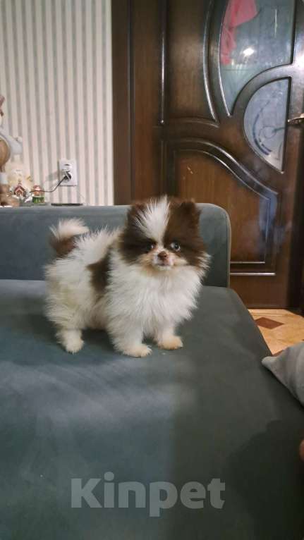 Собаки в Ростове-на-Дону: Мини медвежата Мальчик, 30 000 руб. - фото 5