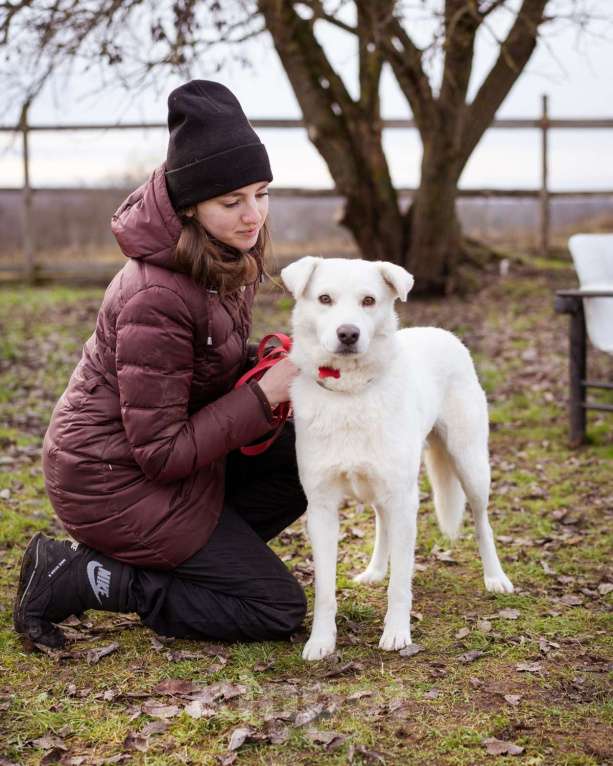 Собаки в Москве: Бельчик - ищет дом и семью Мальчик, Бесплатно - фото 4