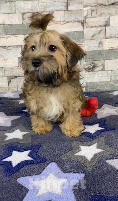 Собаки в Москве: Цветной йорк -щенок  Мальчик, 25 000 руб. - фото 3