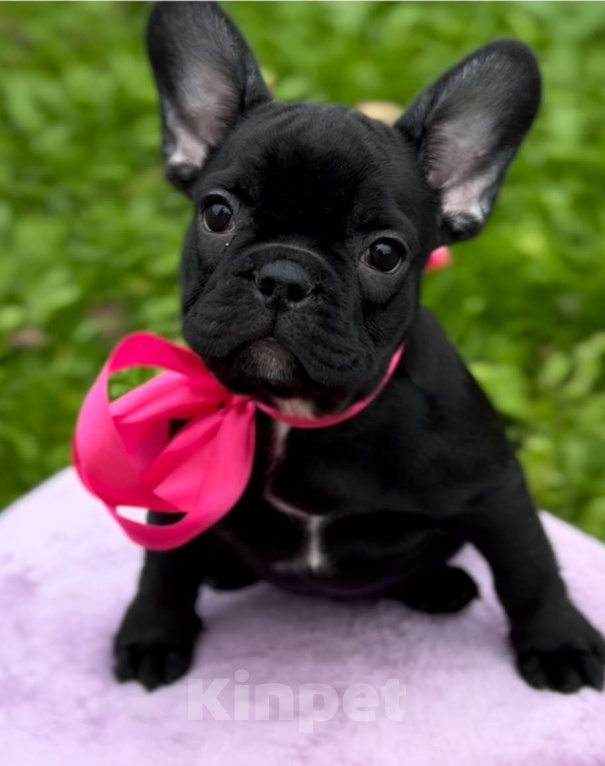 Собаки в Калининграде: Шоколадная девочка французского бульдога Девочка, 50 000 руб. - фото 5