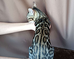 Кошки в других городах Свердловской области: Бенгальский котёнок Девочка, Бесплатно - фото 4