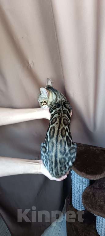 Кошки в других городах Свердловской области: Бенгальский котёнок Девочка, Бесплатно - фото 4