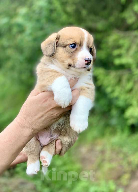 Собаки в Москве: Красивый рыже- белый мальчик корги Мальчик, 60 000 руб. - фото 9