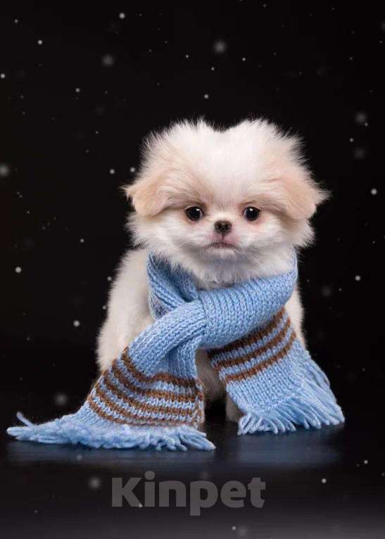 Собаки в других городах Нижегородской области: Щенки породы японский хин Девочка, Бесплатно - фото 4