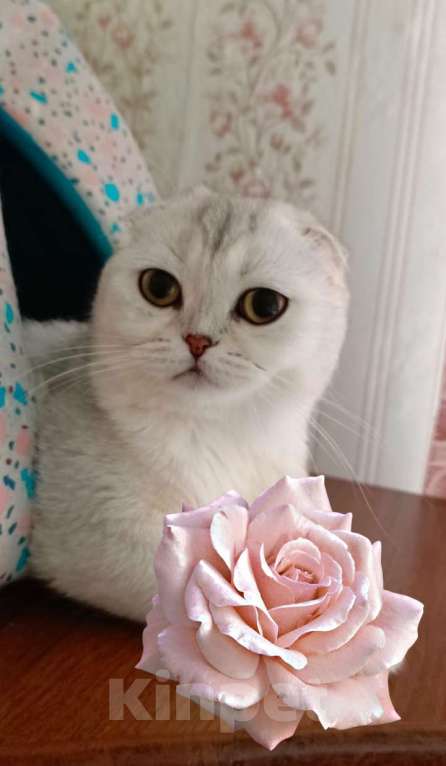 Кошки в Санкт-Петербурге: Вислоухая большеглазая серебряная кошечка Роза  Девочка, 25 000 руб. - фото 4