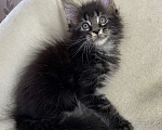 Кошки в Дмитрове: Черный мраморный мальчик мейн кун Мальчик, 30 000 руб. - фото 2