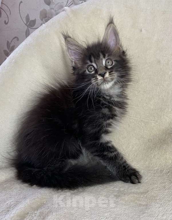 Кошки в Дмитрове: Черный мраморный мальчик мейн кун Мальчик, 30 000 руб. - фото 2