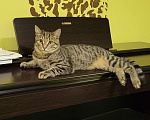 Кошки в Москве: Потерялся кот ул.Пудовкина Мальчик, 5 000 руб. - фото 2