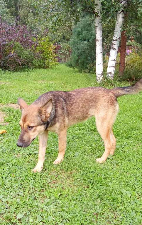 Собаки в Москве: Щенок Леся в добрые руки. Девочка, Бесплатно - фото 6