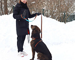 Собаки в Москве: Рейчел Девочка, Бесплатно - фото 4