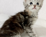 Кошки в Энгельс: Котята Мейн Кун Девочка, 50 000 руб. - фото 1