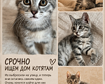 Кошки в Сочи: Отдам в добрые руки котят Девочка, Бесплатно - фото 2