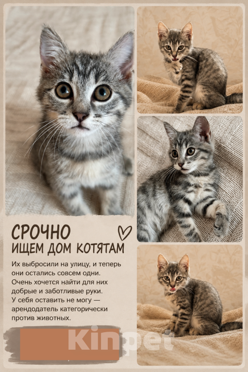 Кошки в Сочи: Отдам в добрые руки котят Девочка, Бесплатно - фото 2