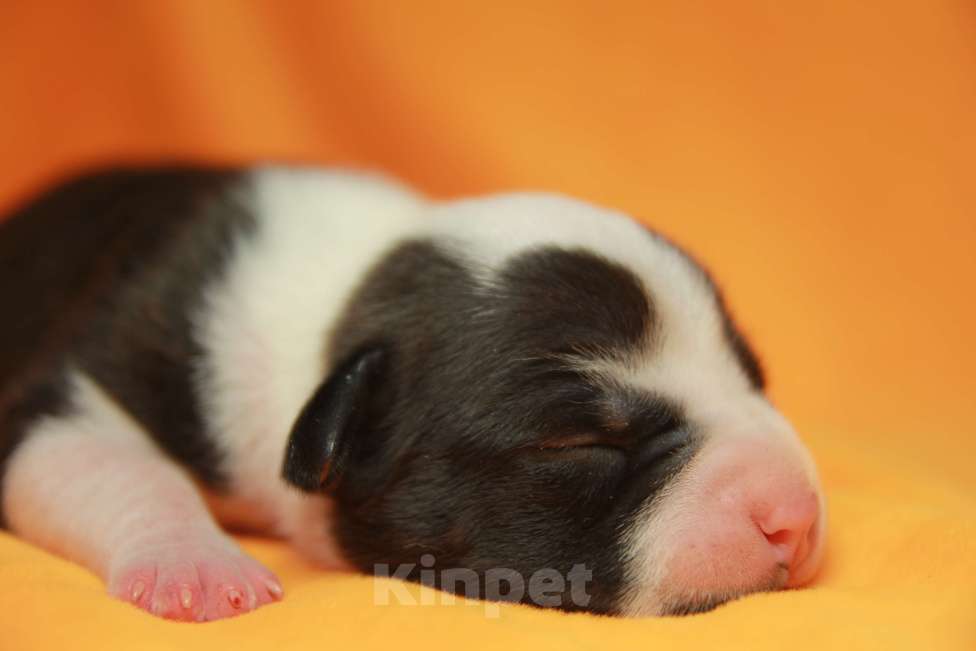 Собаки в Воронеже: Щенки американского стаффордширского терьера Мальчик, 80 000 руб. - фото 2