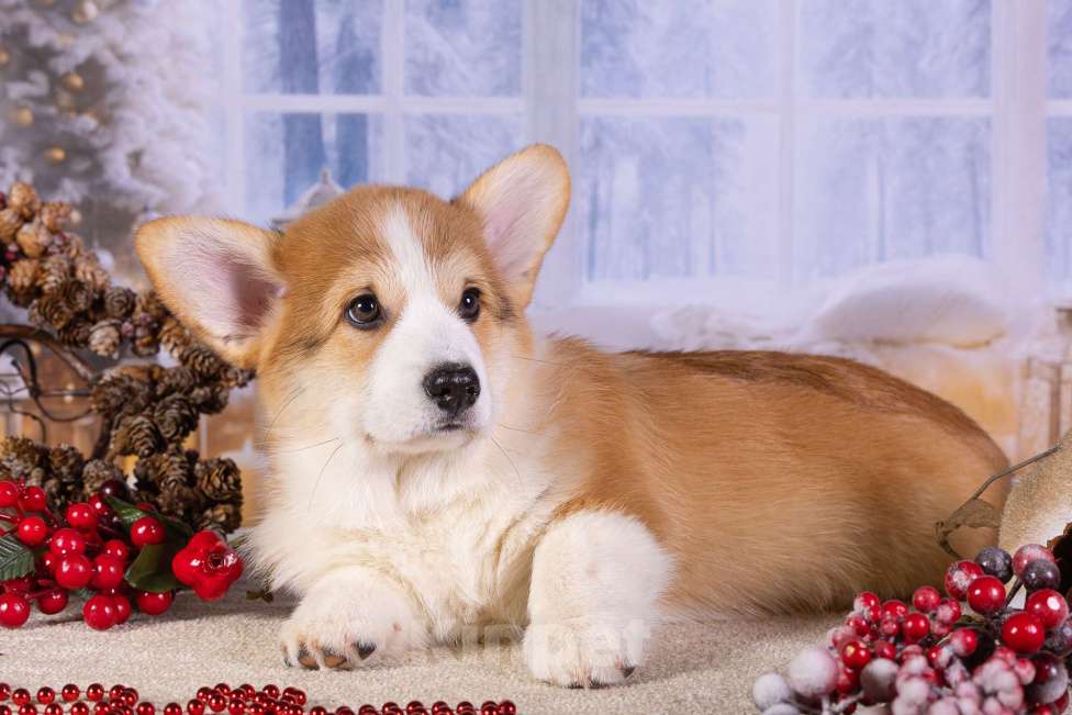 Собаки в Москве: Вита Приора Матяш к/х Мальчик, 80 000 руб. - фото 4