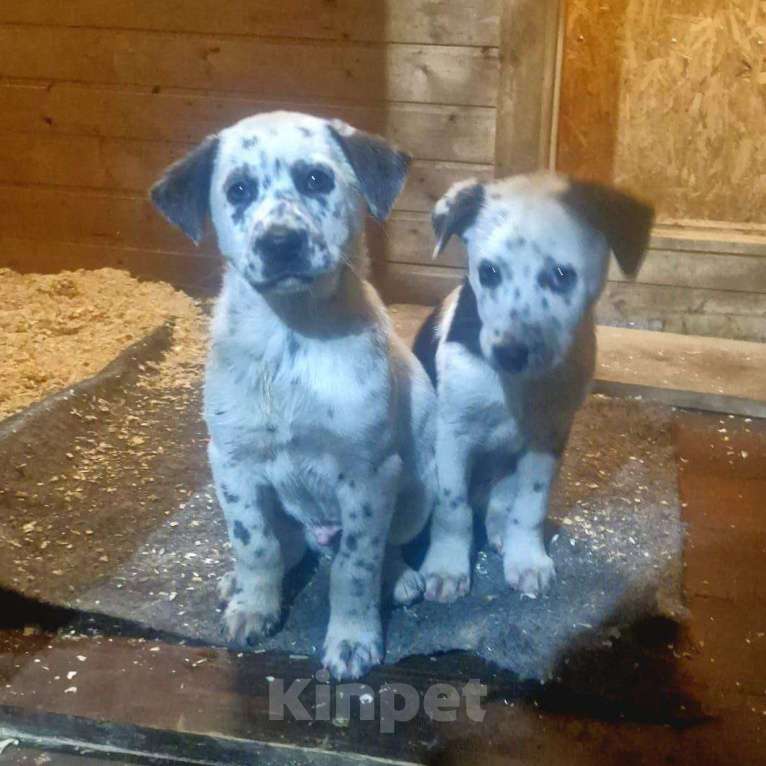 Собаки в Москве: Щенок в добрый руки Мальчик, Бесплатно - фото 2