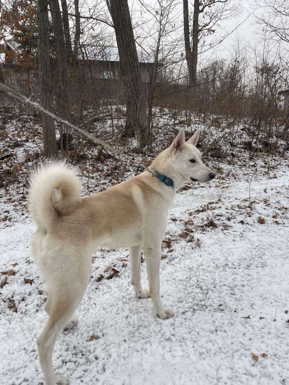 Собаки в Владивостоке: Очаровательный мальчик в добрые руки!!! Мальчик, Бесплатно - фото 2