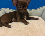 Собаки в Москве: Чихуахуа  Шоколадная  Девочка Девочка, 40 000 руб. - фото 1