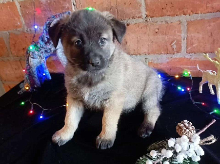 Девочка от Акиты-Ину