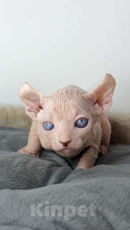 Кошки в Самаре: Котёнок эльф Девочка, 90 000 руб. - фото 5