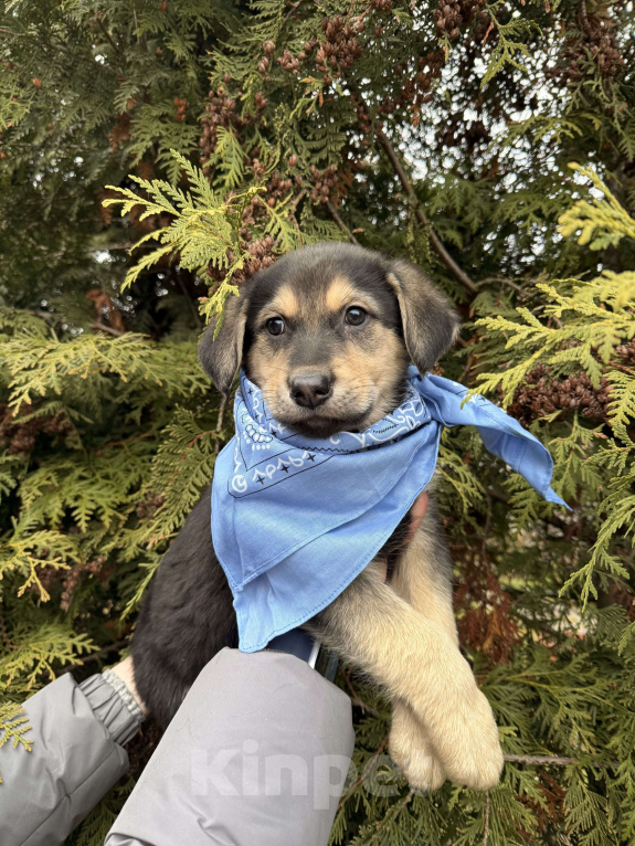 Собаки в Москве:  Алмаз вашей души 2 мес ждет новогоднего чуда-дом! Мальчик, Бесплатно - фото 4
