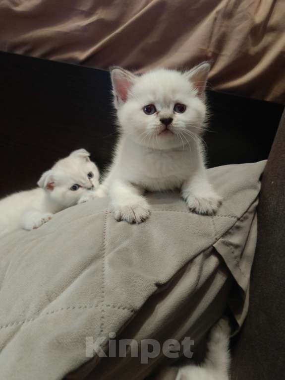 Кошки в Ростове-на-Дону: Мальчик 2 Мальчик, 13 000 руб. - фото 3