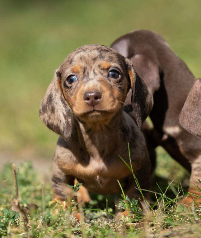 Собаки в Москве: Мальчик кофейно-мраморного окраса Мальчик, 120 000 руб. - фото 4