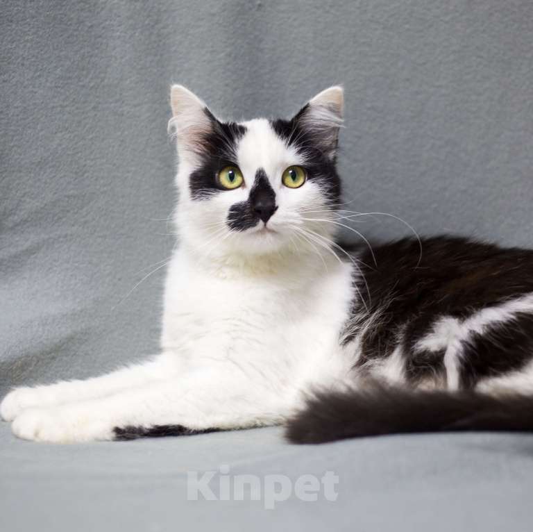 Кошки в Москве: Риана Девочка, Бесплатно - фото 3