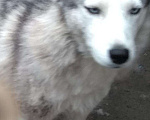 Собаки в Навашино: Сибирский хаски, 1 300 руб. - фото 1