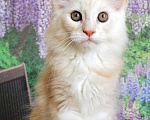 Кошки в Суздале: Кот Мейн-кун серебрянный ласкун, 7 000 руб. - фото 3