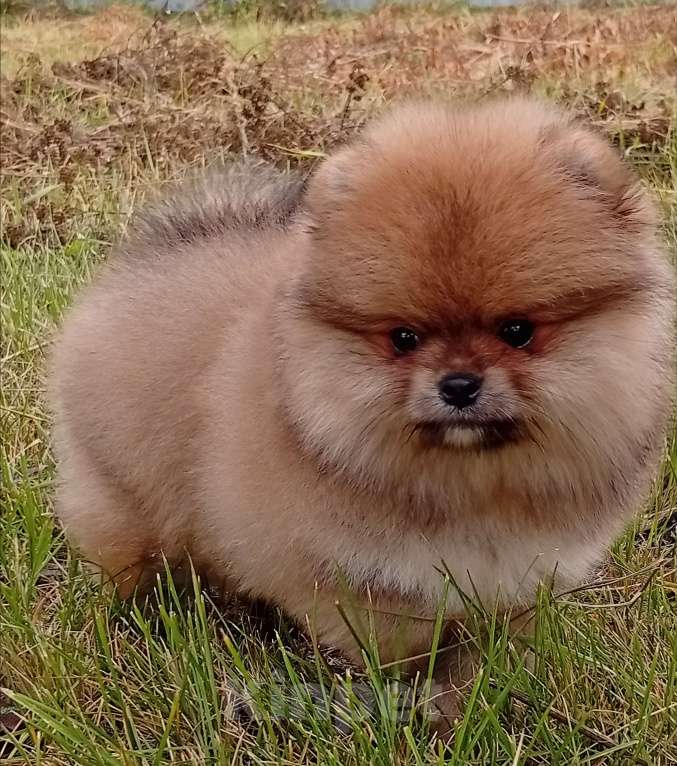 Собаки в Воронеже: Помера Мальчик, 50 000 руб. - фото 4