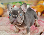 Собаки в Санкт-Петербурге: Шикарный щенки французский бульдог  Мальчик, 80 000 руб. - фото 2