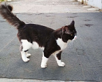 Кошки в Лобне: Вязка Мейн Кун Мальчик, 1 000 руб. - фото 10