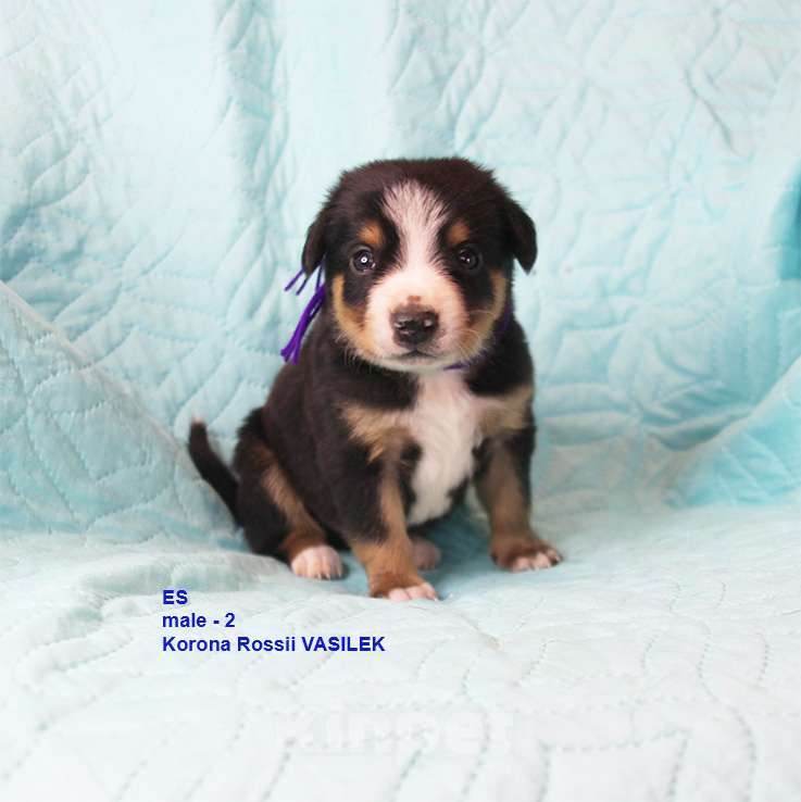 Собаки в Москве: энтлебухер зенненхунд щенки Мальчик, 100 000 руб. - фото 2