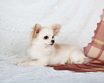 Собаки в Люберцах: Чихуахуа крем Мальчик, 90 000 руб. - фото 3