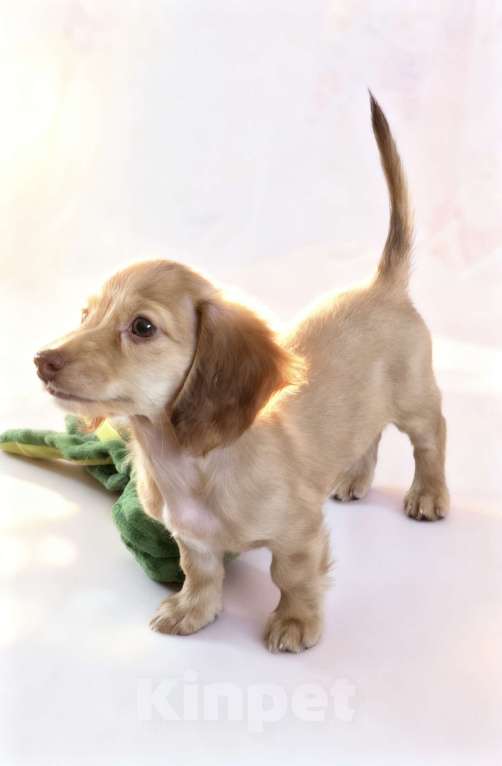 Собаки в Москве: Щенки длинношерстной мини таксы Девочка, 150 000 руб. - фото 4